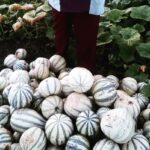 Chihua De Balancán: La Semilla De Calabaza Que Impulsa Sabores Y Negocios En Tabasco