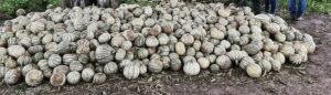 Chihua De Balancán: La Semilla De Calabaza Que Impulsa Sabores Y Negocios En Tabasco Chihua De Balancán La Semilla De Calabaza Que Impulsa Sabores Y Negocios En Tabasco