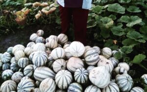 Chihua De Balancán: La Semilla De Calabaza Que Impulsa Sabores Y Negocios En Tabasco Chihua De Balancán: La Semilla De Calabaza Que Impulsa Sabores Y Negocios En Tabasco