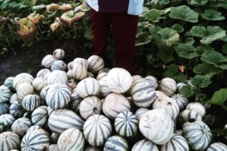 Chihua De Balancán: La Semilla De Calabaza Que Impulsa Sabores Y Negocios En Tabasco