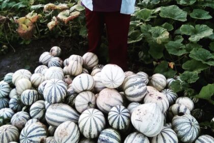 Chihua De Balancán: La Semilla De Calabaza Que Impulsa Sabores Y Negocios En Tabasco