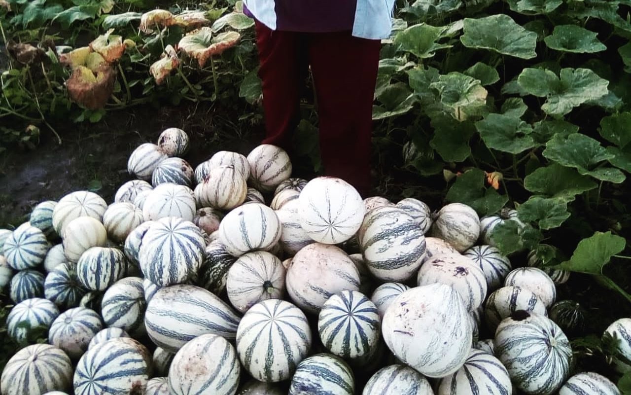 Chihua De Balancán: La Semilla De Calabaza Que Impulsa Sabores Y Negocios En Tabasco