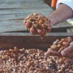 De La Mazorca Al Chocolate Cómo Se Fermenta Y Seca El Cacao De Tabasco