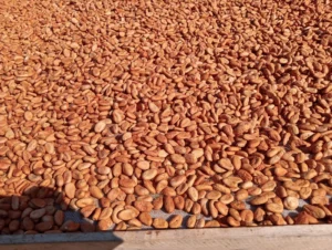 De La Mazorca Al Chocolate: Cómo Se Fermenta Y Seca El Cacao De Tabasco De La Mazorca Al Chocolate Cómo Se Fermenta Y Seca El Cacao De Tabasco