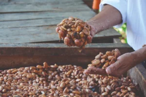 De La Mazorca Al Chocolate: Cómo Se Fermenta Y Seca El Cacao De Tabasco De La Mazorca Al Chocolate Cómo Se Fermenta Y Seca El Cacao De Tabasco