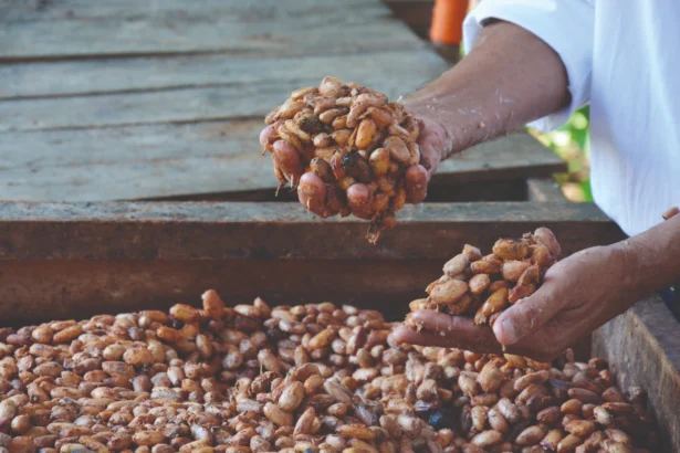 De La Mazorca Al Chocolate Cómo Se Fermenta Y Seca El Cacao De Tabasco