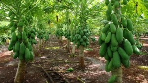 Papaya De Octubre: Del Campo A Una Conserva Casera En Tabasco Papaya De Octubre: Del Campo A Una Conserva Casera En Tabasco