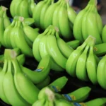 Plátano De Teapa Del Campo Al Puchero Tabasqueño De Mamá Lupe