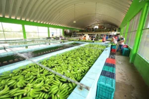 Plátano De Teapa: Del Campo Al Puchero Tabasqueño De Mamá Lupe Plátano De Teapa: Del Campo Al Puchero Tabasqueño De Mamá Lupe