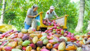 Temporada De Cacao En Tabasco: Cuándo Se Cosecha Y Qué Visitar En La Chontalpa Temporada De Cacao En Tabasco Cuándo Se Cosecha Y Qué Visitar En La Chontalpa