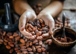 Temporada De Cacao En Tabasco: Cuándo Se Cosecha Y Qué Visitar En La Chontalpa Temporada De Cacao En Tabasco: Cuándo Se Cosecha Y Qué Visitar En La Chontalpa
