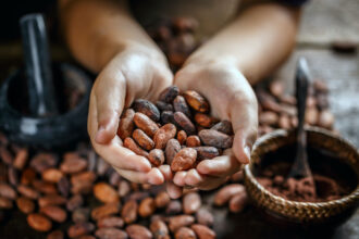 Temporada De Cacao En Tabasco: Cuándo Se Cosecha Y Qué Visitar En La Chontalpa