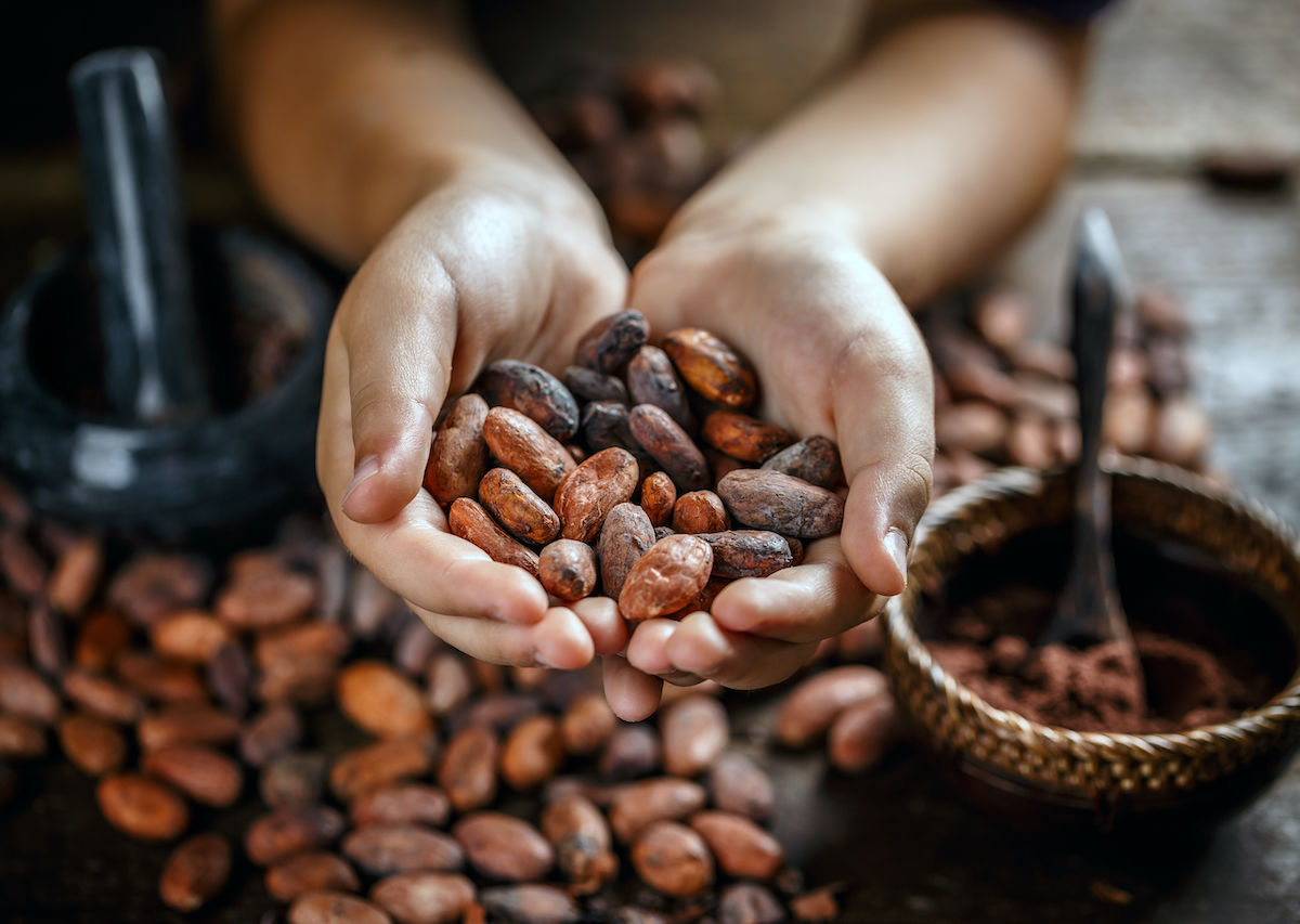 Temporada De Cacao En Tabasco: Cuándo Se Cosecha Y Qué Visitar En La Chontalpa